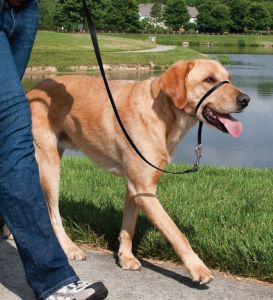 Easy walk™ head line 27 kg - 59 kg