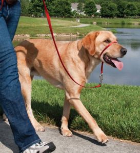 Easy walk™ head line 27 kg - 59 kg