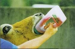 EASY drencher