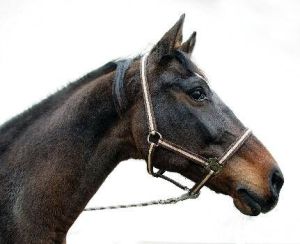 Nylon Halter hippo, size: Foals/mini Shetland, various colors