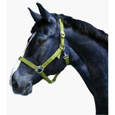 Halter of classic, sizes from 00 foal - 5 draft