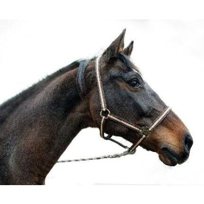 Nylon Halter hippo, size: Foals/mini Shetland, various colors