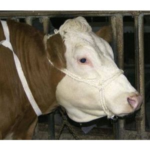 Halter sisal easy Eddy