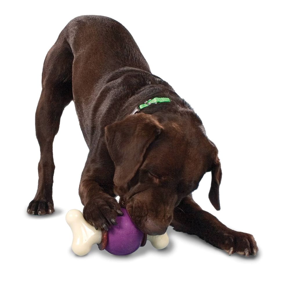 Busy buddy bouncy bone large hotsell